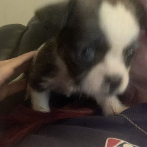 Meet your Posher, Coco